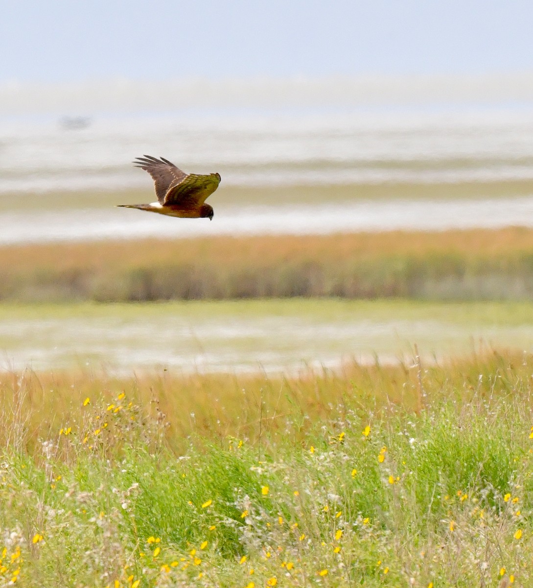 Northern Harrier - Kristen Cart