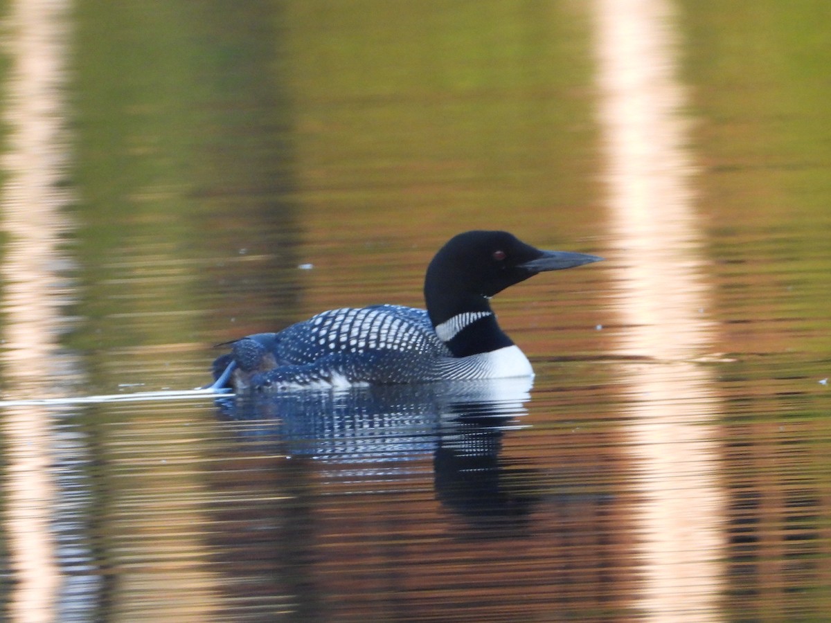 Plongeon huard - ML605118801