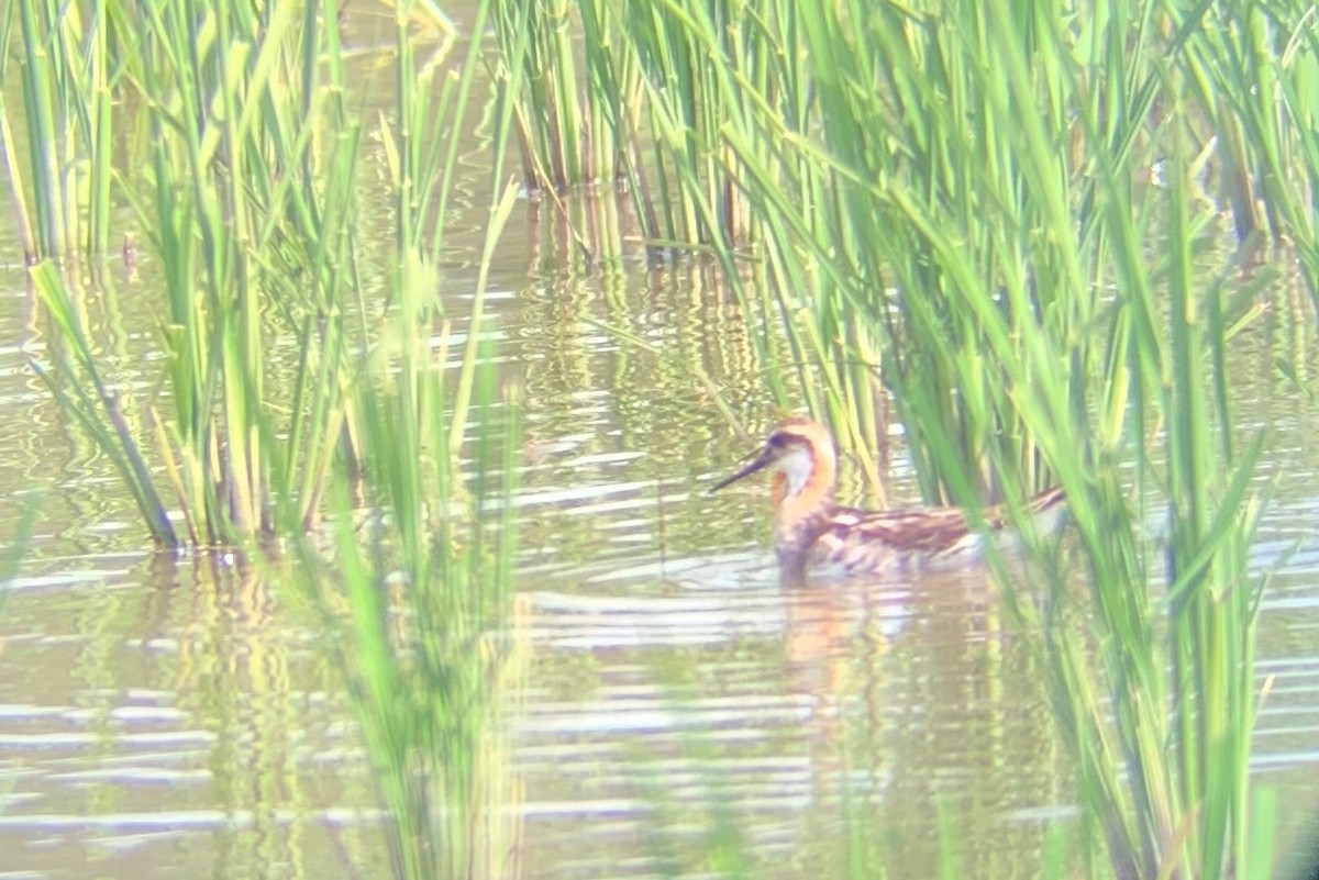 Phalarope à bec étroit - ML605118971