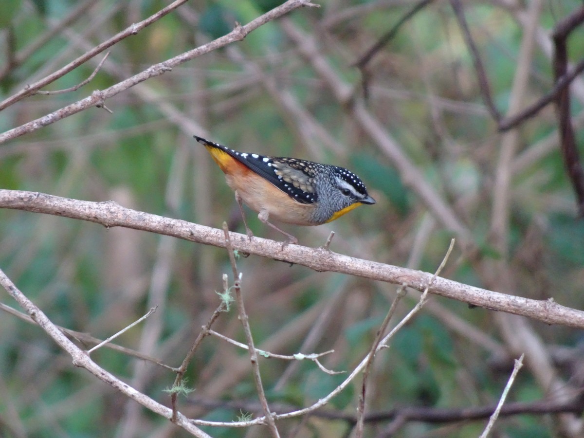 Spotted Pardalote - ML605119111