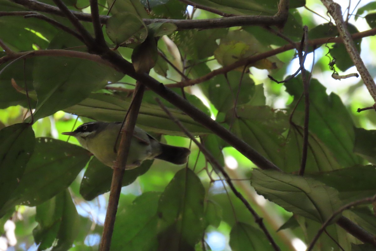 White-browed Scrubwren (White-browed) - ML605121391