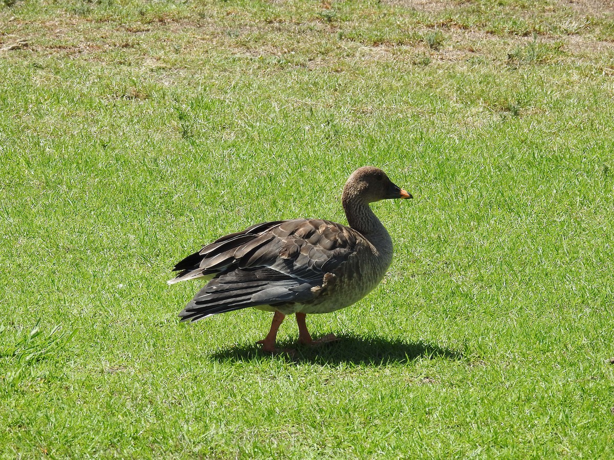 Tundra Bean-Goose - ML605121401