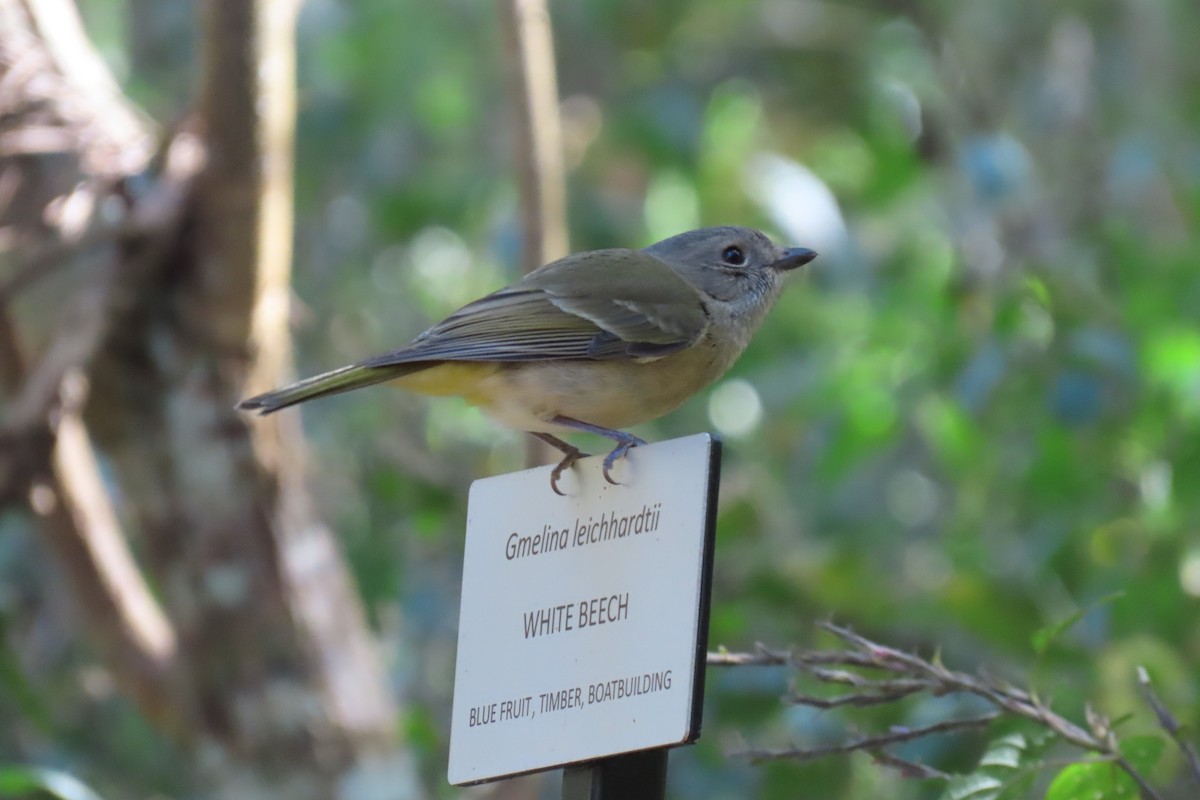 Golden Whistler - ML605121871