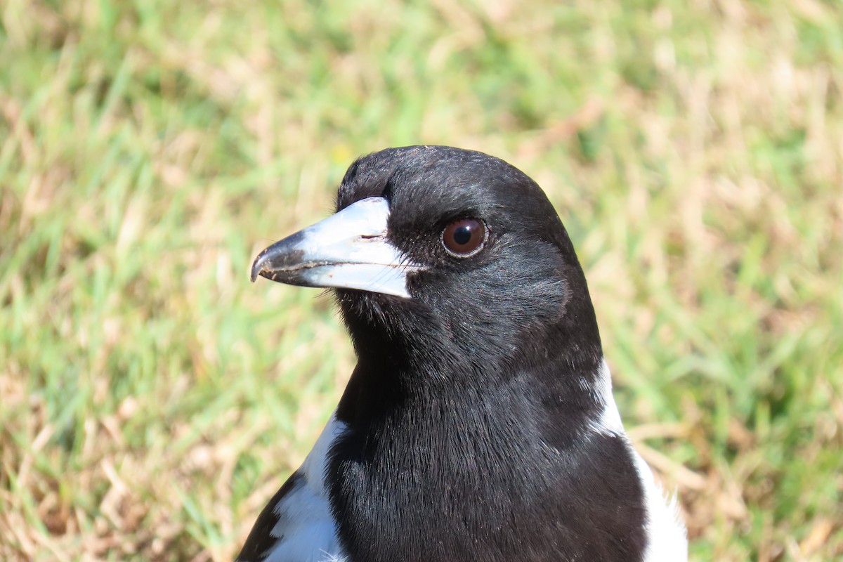 Pied Butcherbird - ML605121941