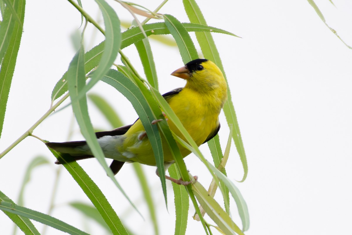 American Goldfinch - ML605122361