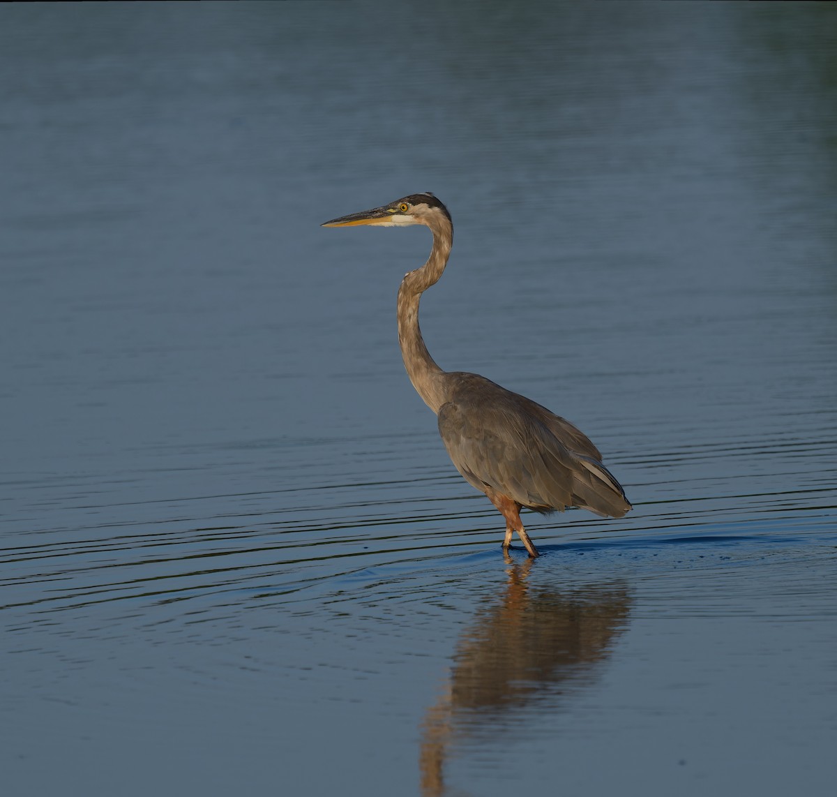 Great Blue Heron - ML605122671