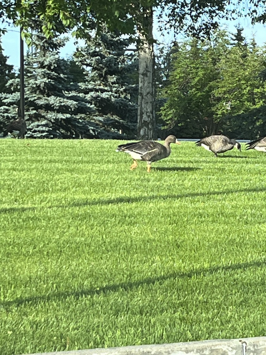 Greater White-fronted Goose - ML605123051