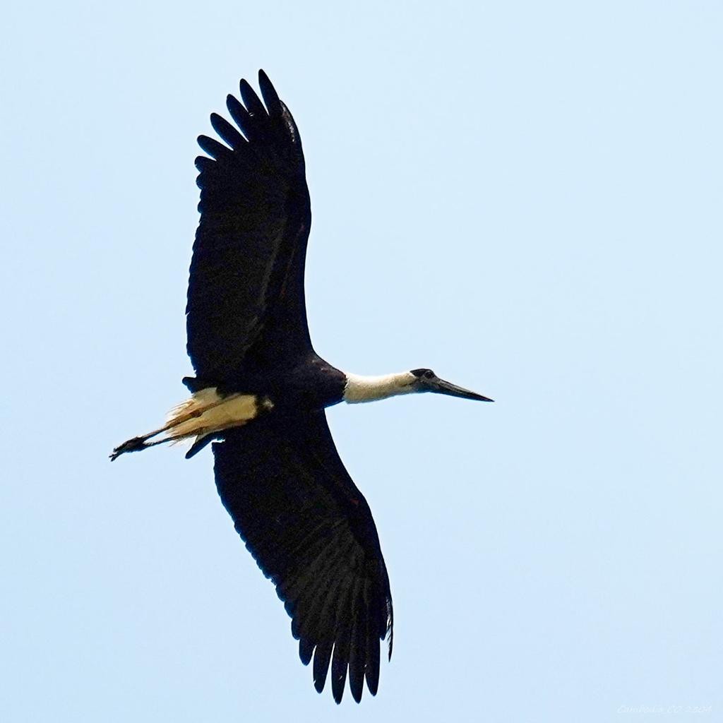 Asian Woolly-necked Stork - ML605123361
