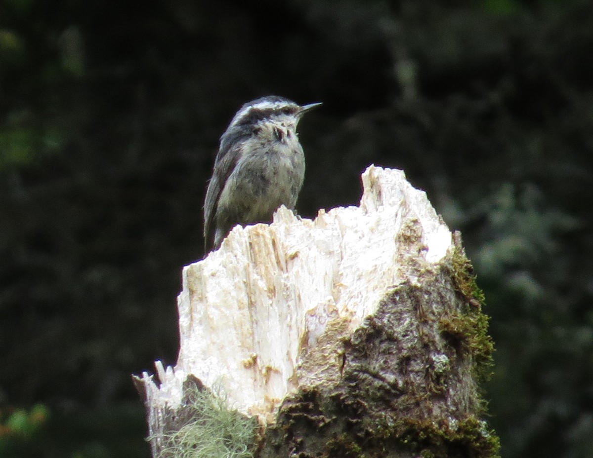 Red-breasted Nuthatch - ML60512391