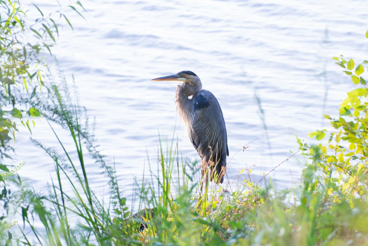 Great Blue Heron - ML605124001