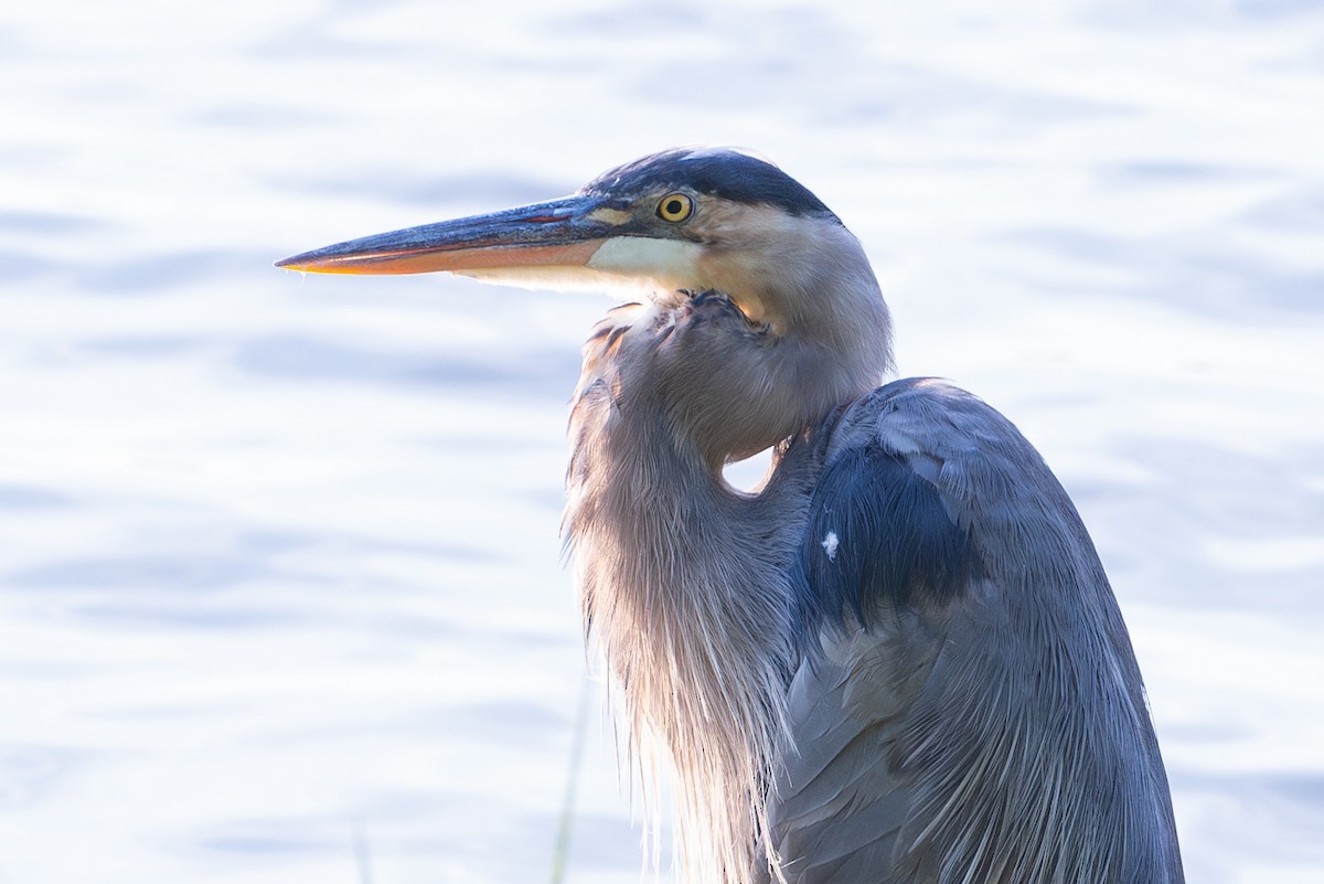 Great Blue Heron - ML605124031