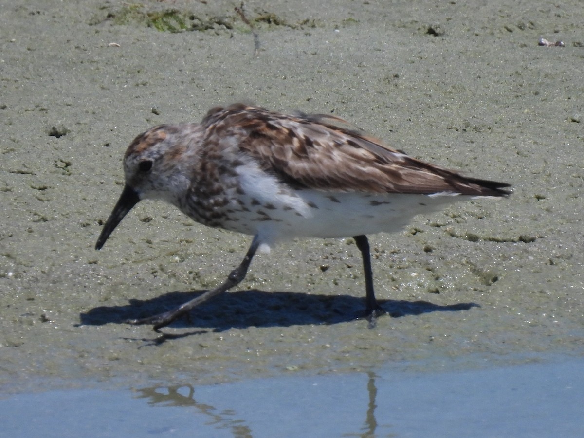Western Sandpiper - ML605124041