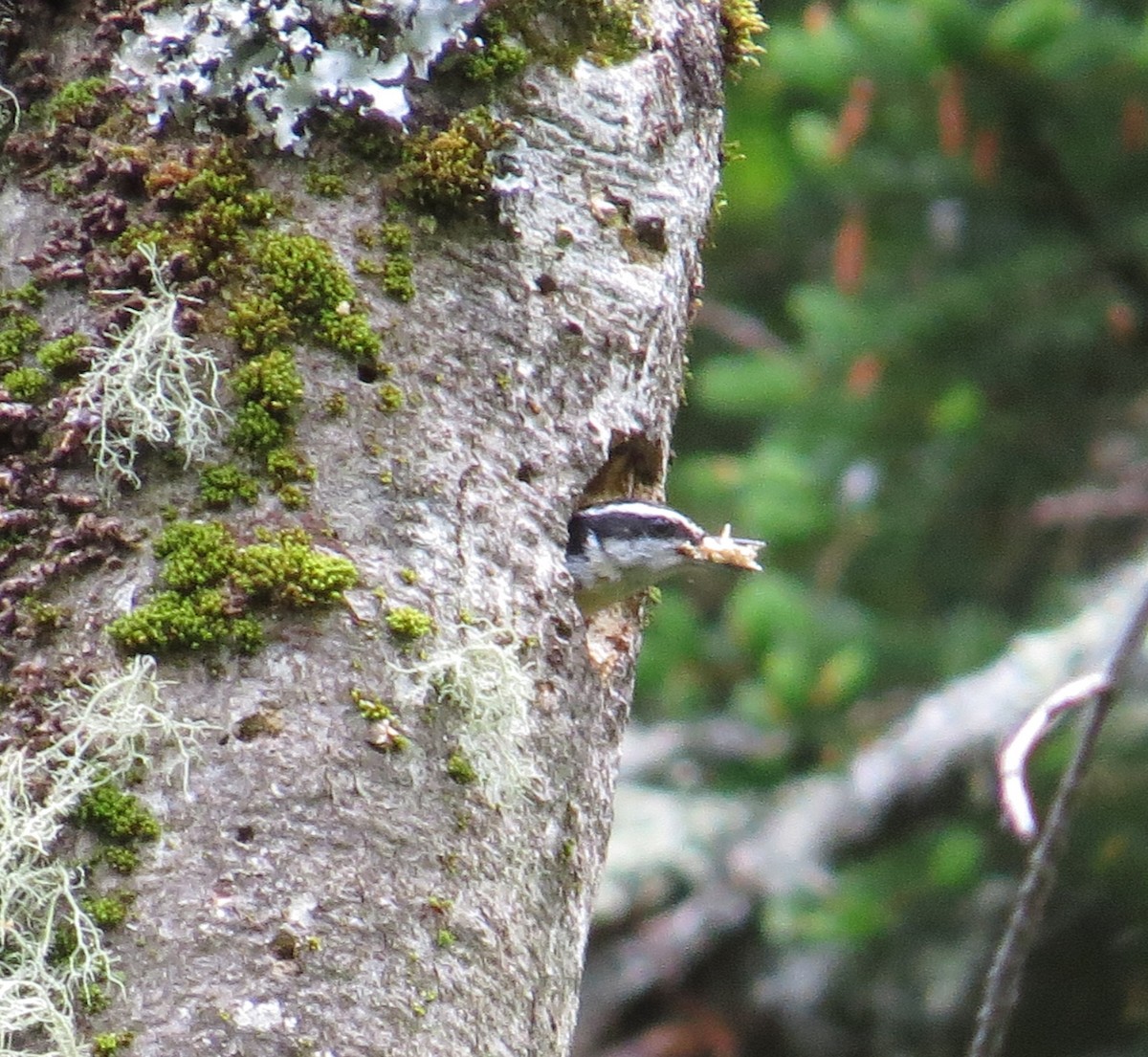 Red-breasted Nuthatch - ML60512481