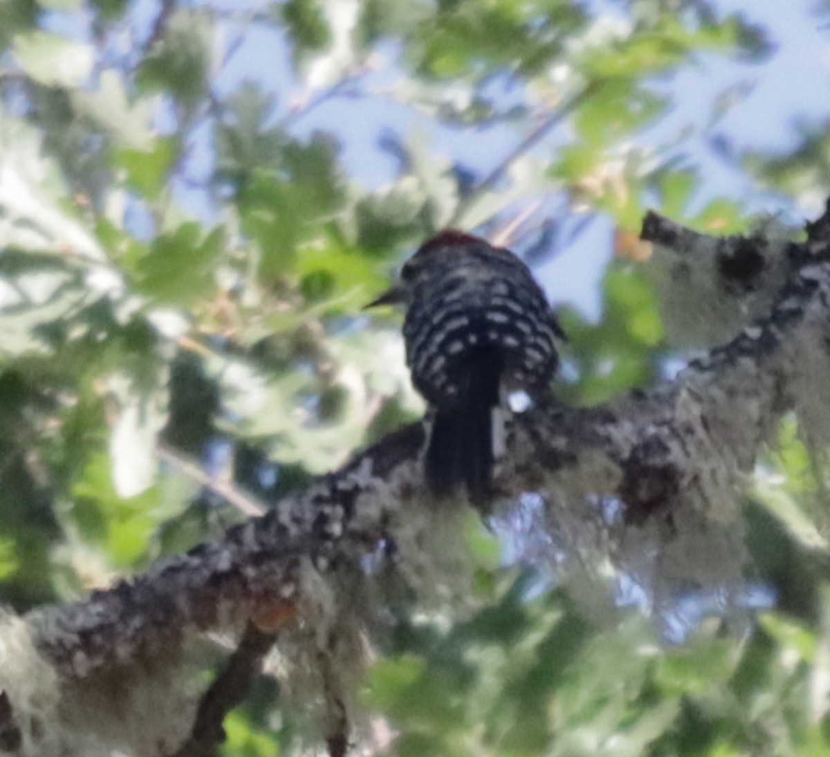 Nuttall's Woodpecker - James Lukenda