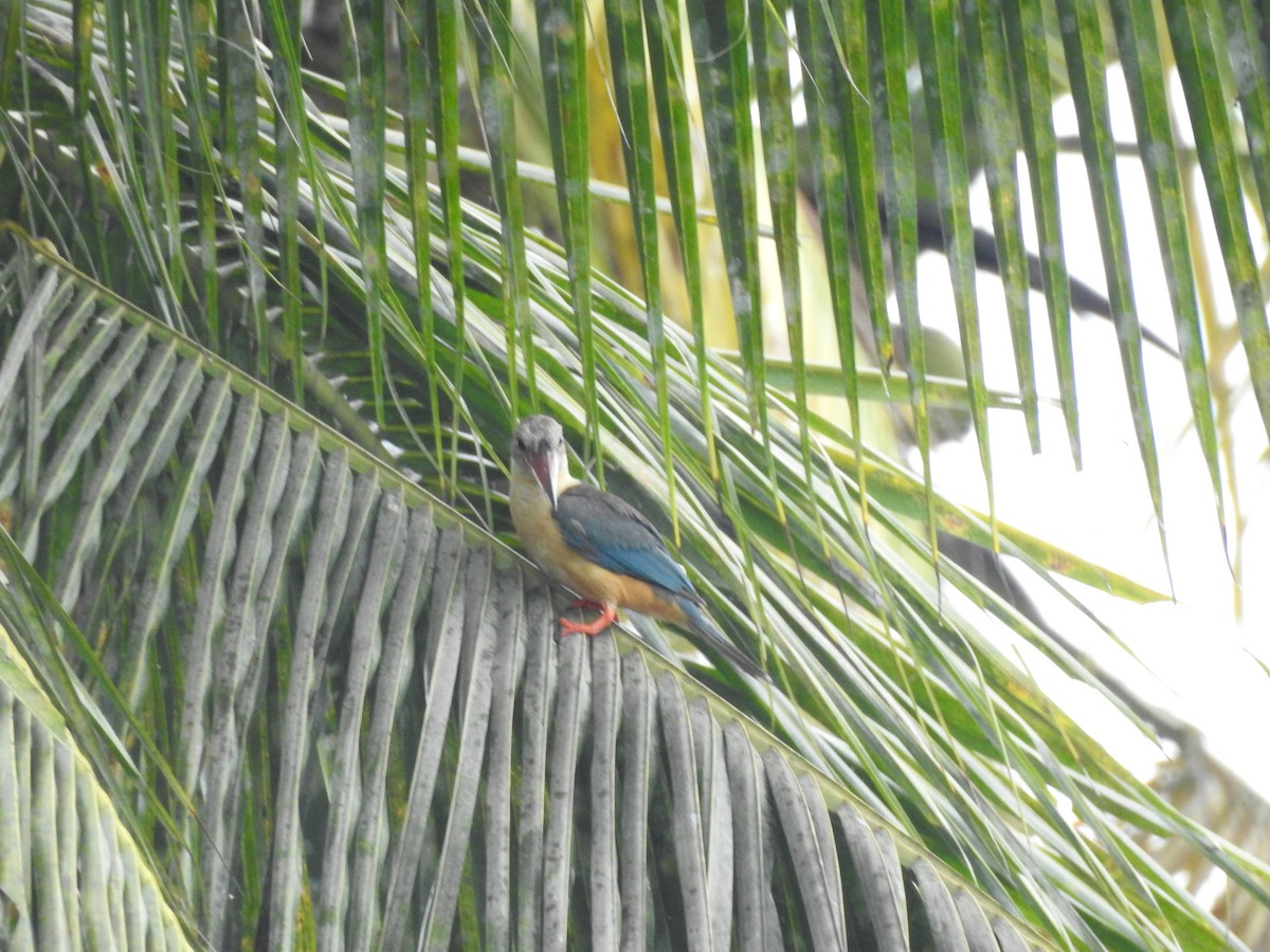 Stork-billed Kingfisher - ML605127101