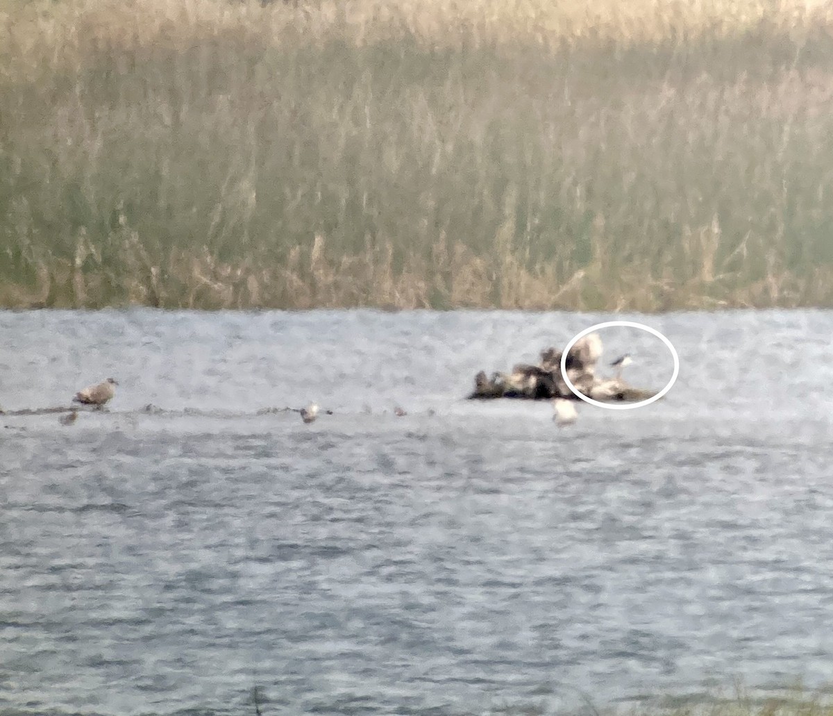 Black-necked Stilt - ML605127291