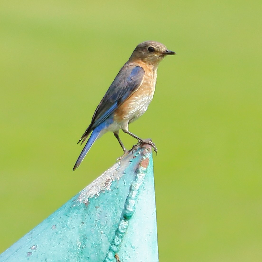 Eastern Bluebird - Kimberlie Dewey