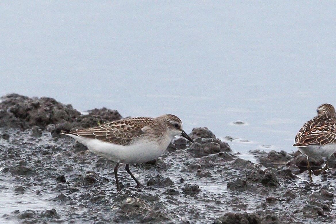 Semipalmated Sandpiper - ML605128281