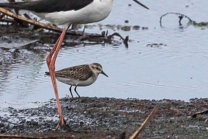 Semipalmated Sandpiper - ML605128291