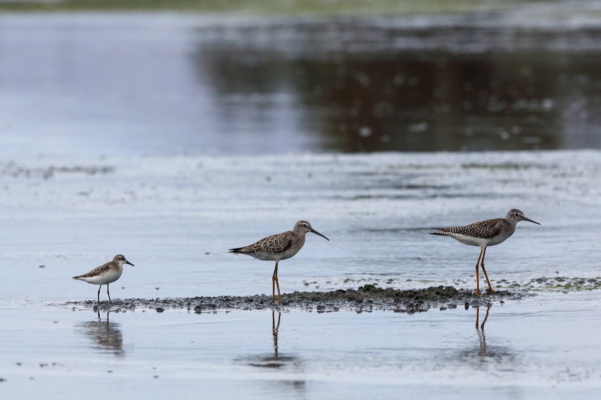 Semipalmated Sandpiper - ML605128301