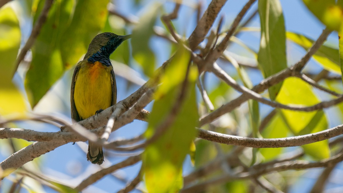 Apricot-breasted Sunbird - ML605129171