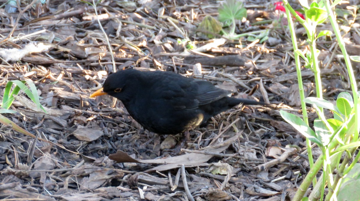 Eurasian Blackbird - ML605129451