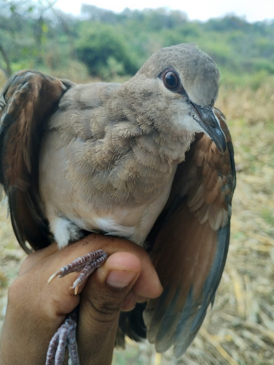 White-tipped Dove - Jorhs Garcia Murillo