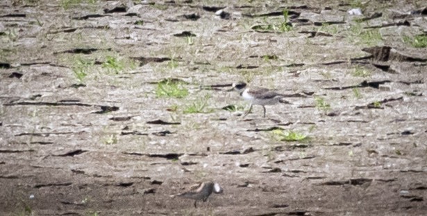 Semipalmated Plover - ML605130831
