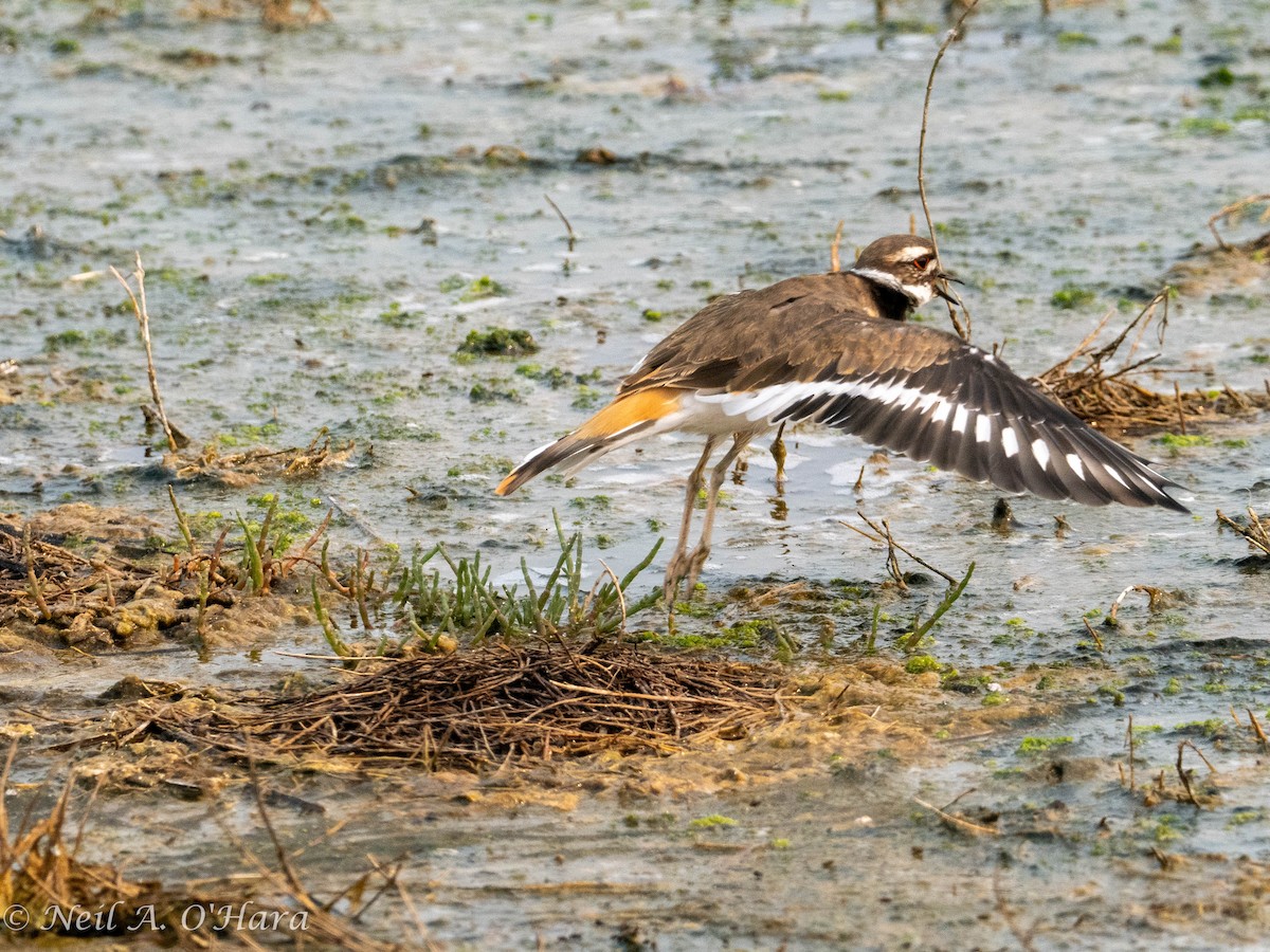 Killdeer - ML605131131