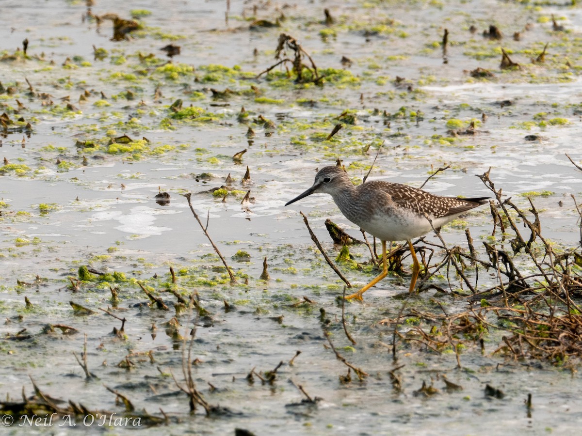 Lesser Yellowlegs - ML605131151