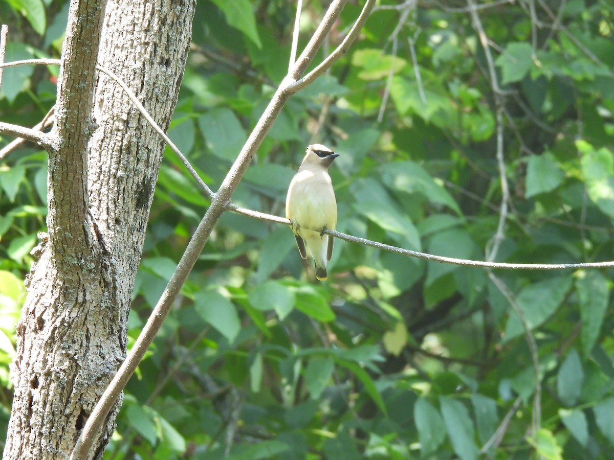 Cedar Waxwing - ML605131751