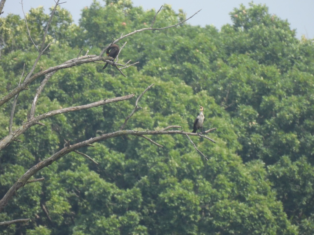 Double-crested Cormorant - ML605131841