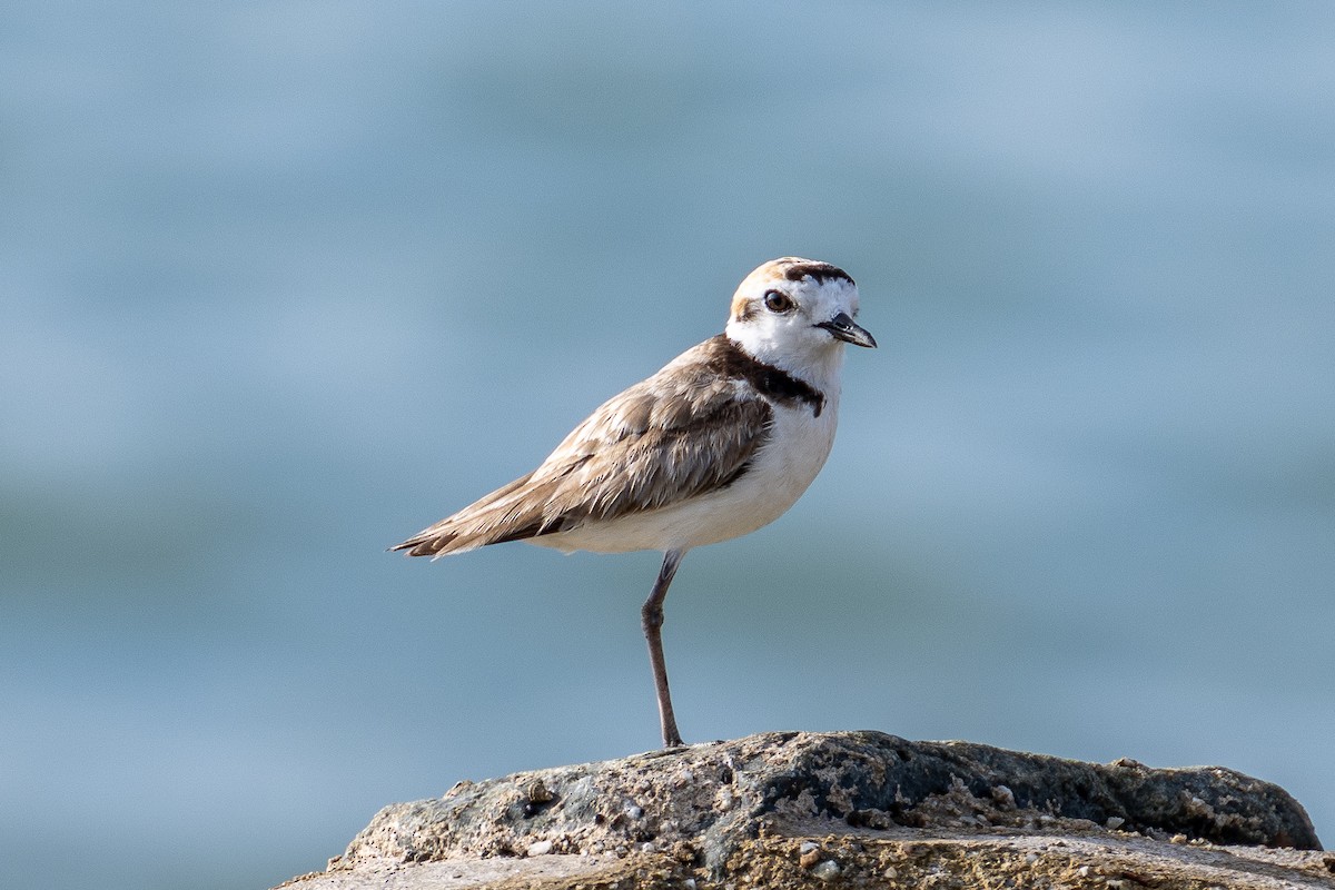 Malaysian Plover - Yifei Zheng