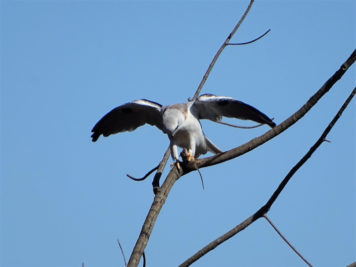 Black-shouldered Kite - ML605132051
