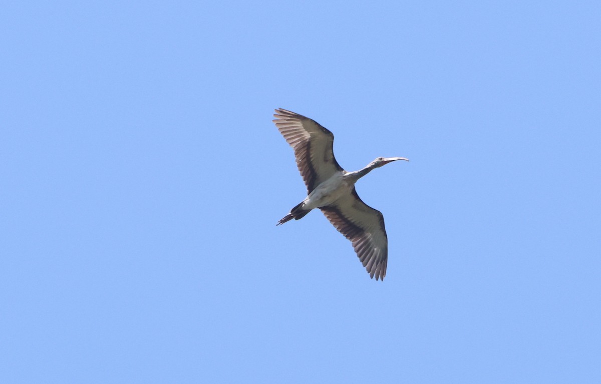 ibis bílý - ML605132661
