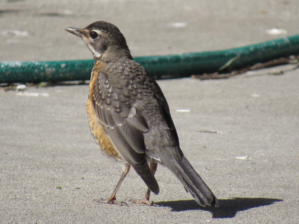 American Robin - ML60513331