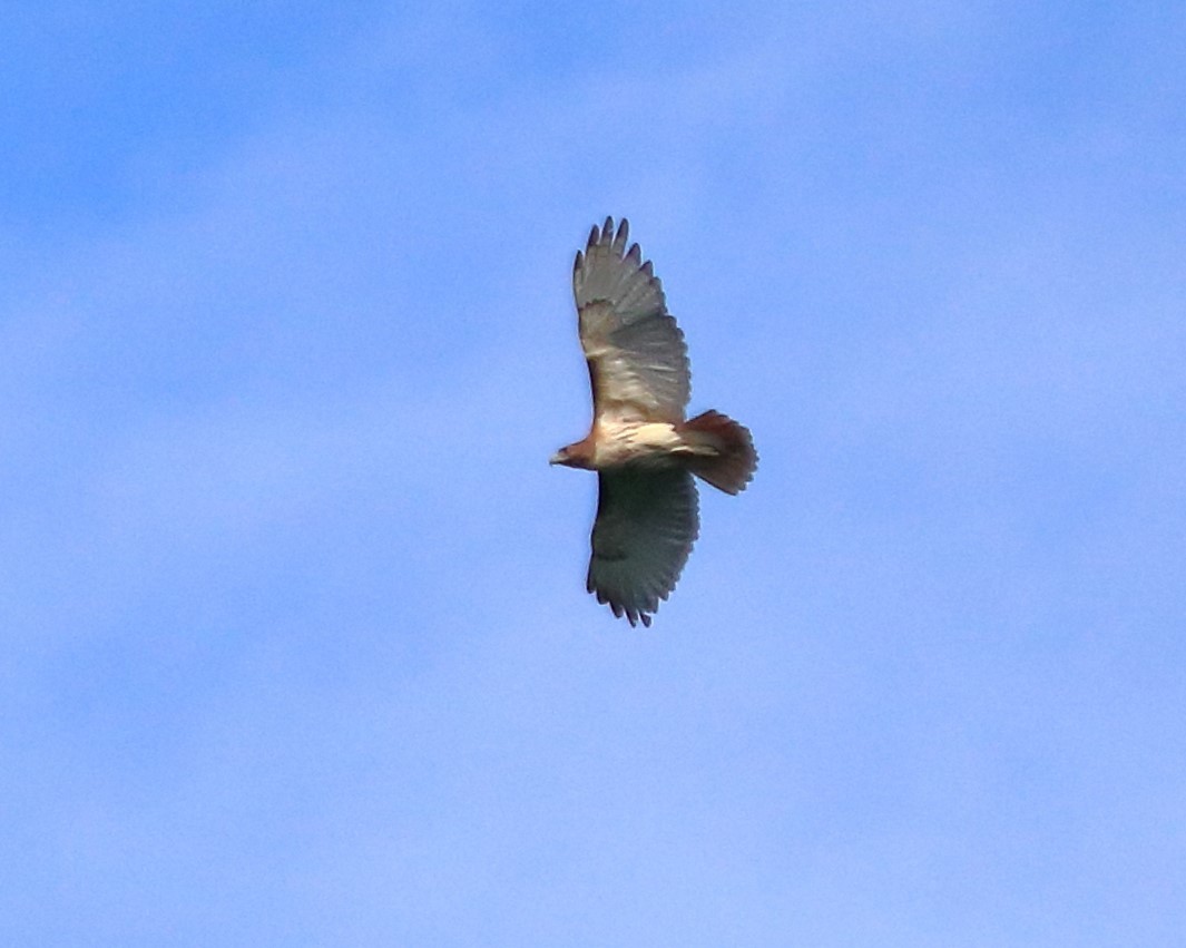 Red-tailed Hawk - ML60513341