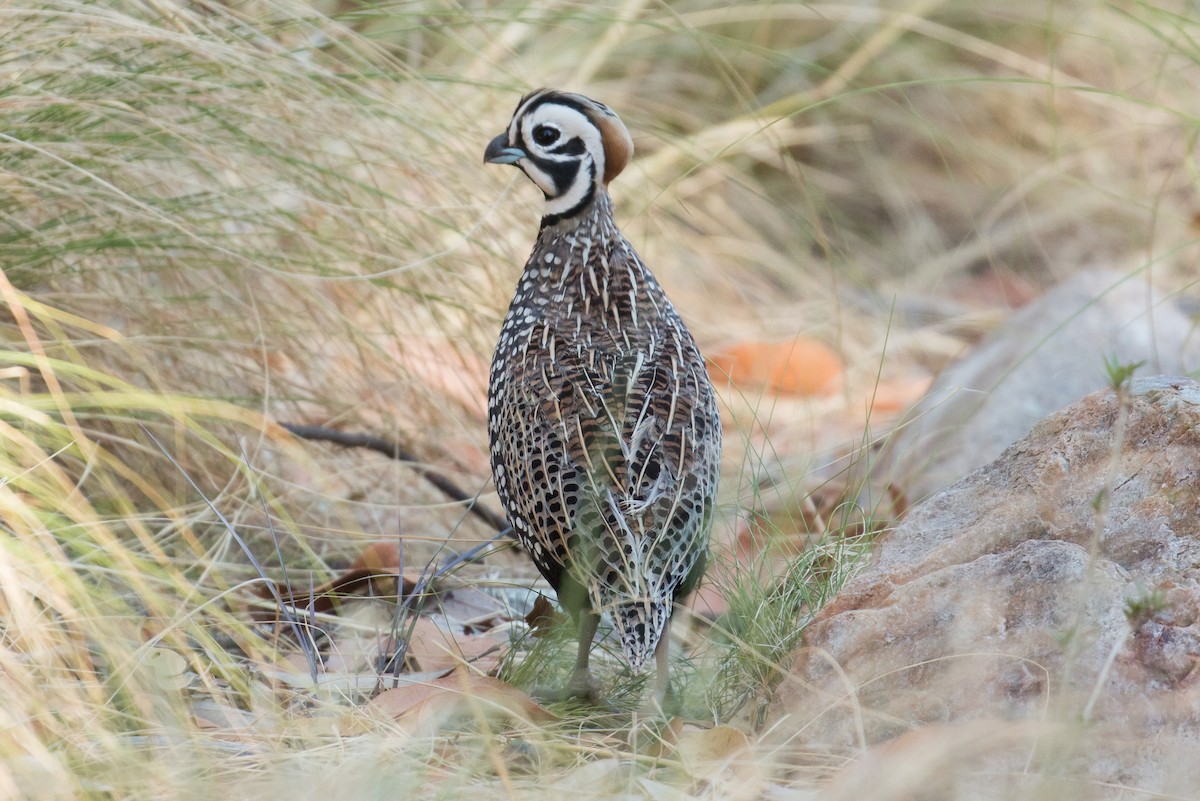 Montezuma Quail - Patrick Van Thull