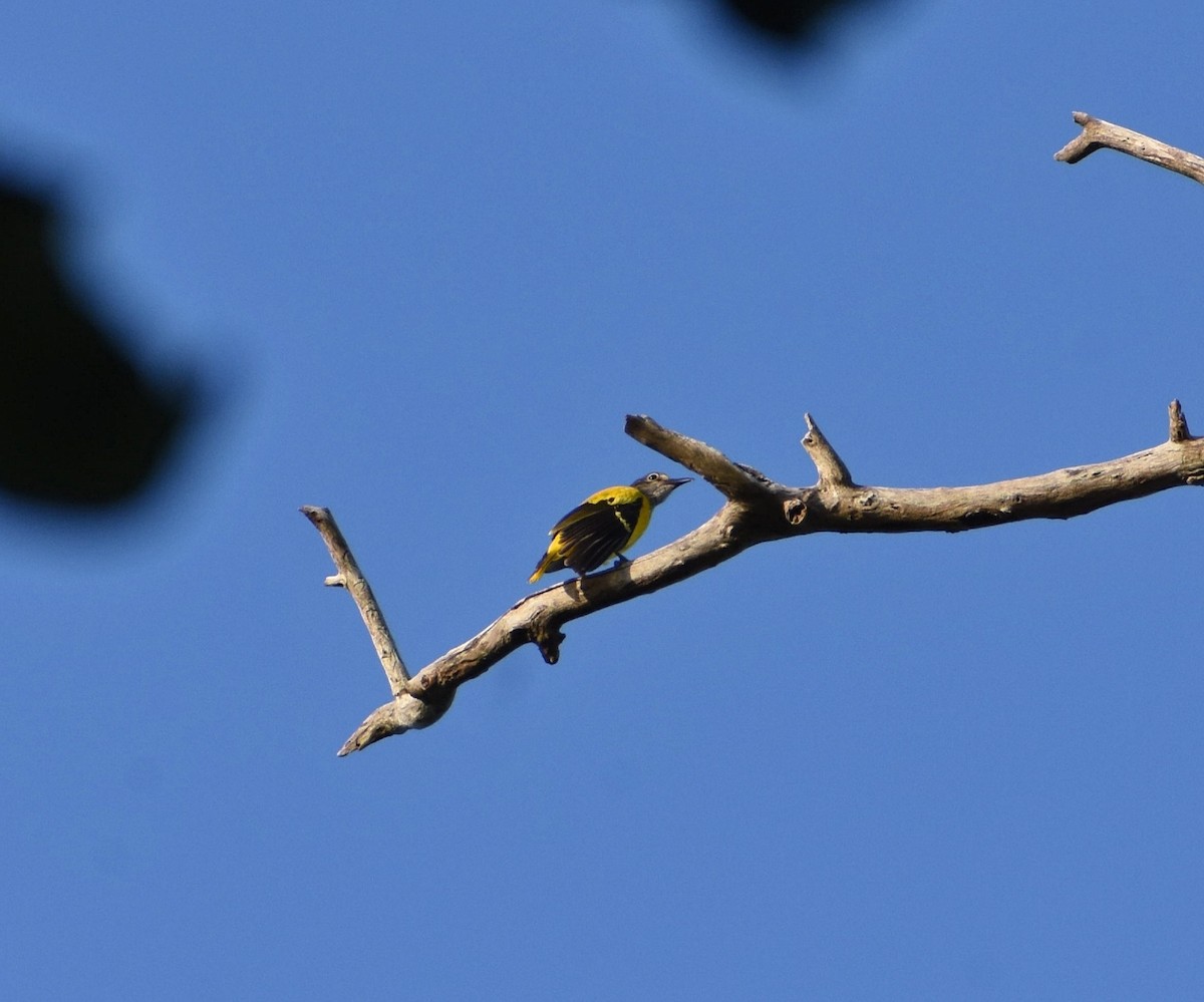 Black-hooded Oriole - ML605134571