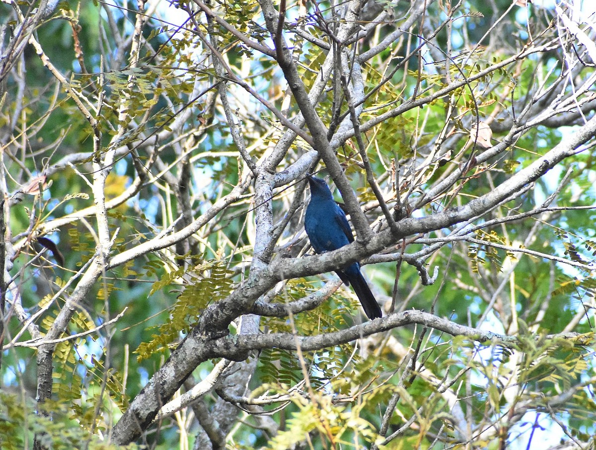 Asian Fairy-bluebird - ML605134621
