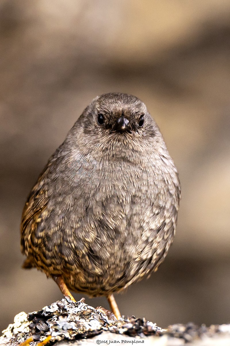 Jalca Tapaculo - ML605135101