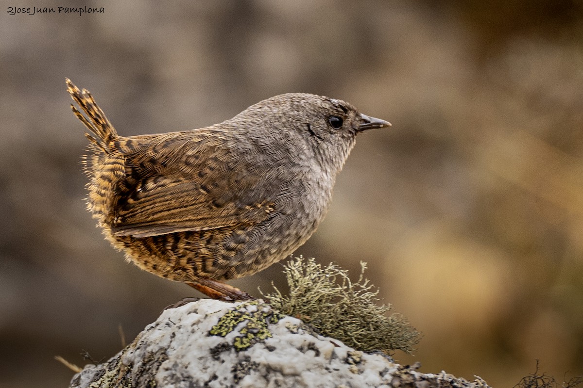 Jalca Tapaculo - ML605135111