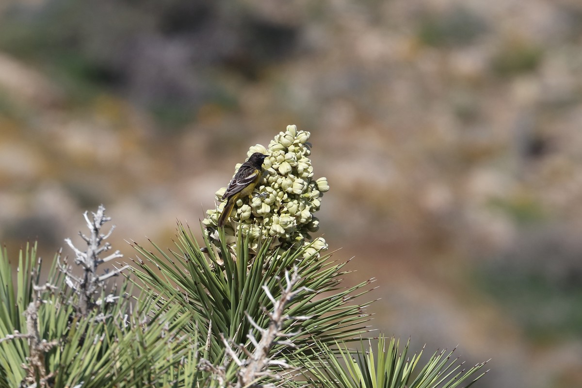 Scott's Oriole - ML605135531