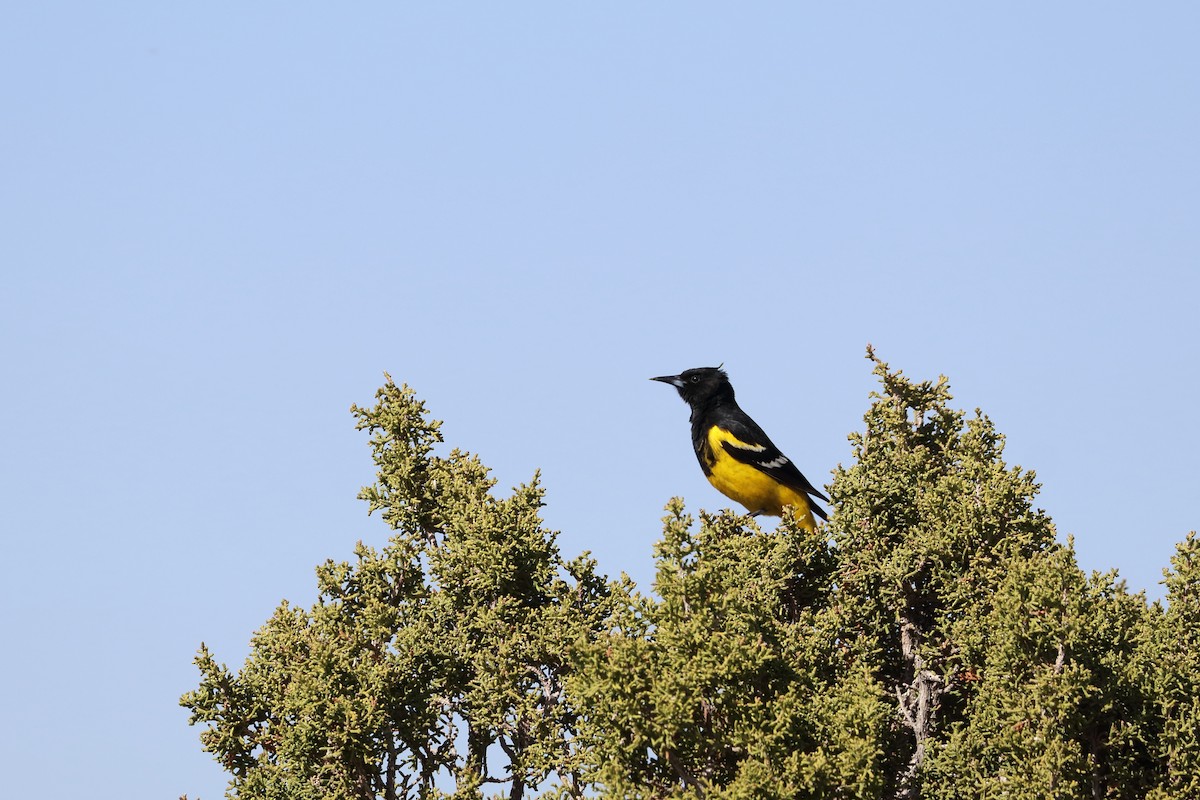 Scott's Oriole - ML605135541