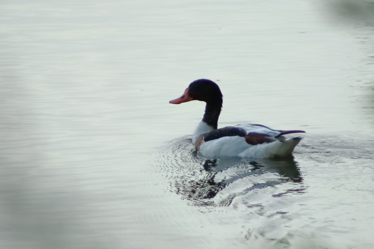 Common Shelduck - ML605135911