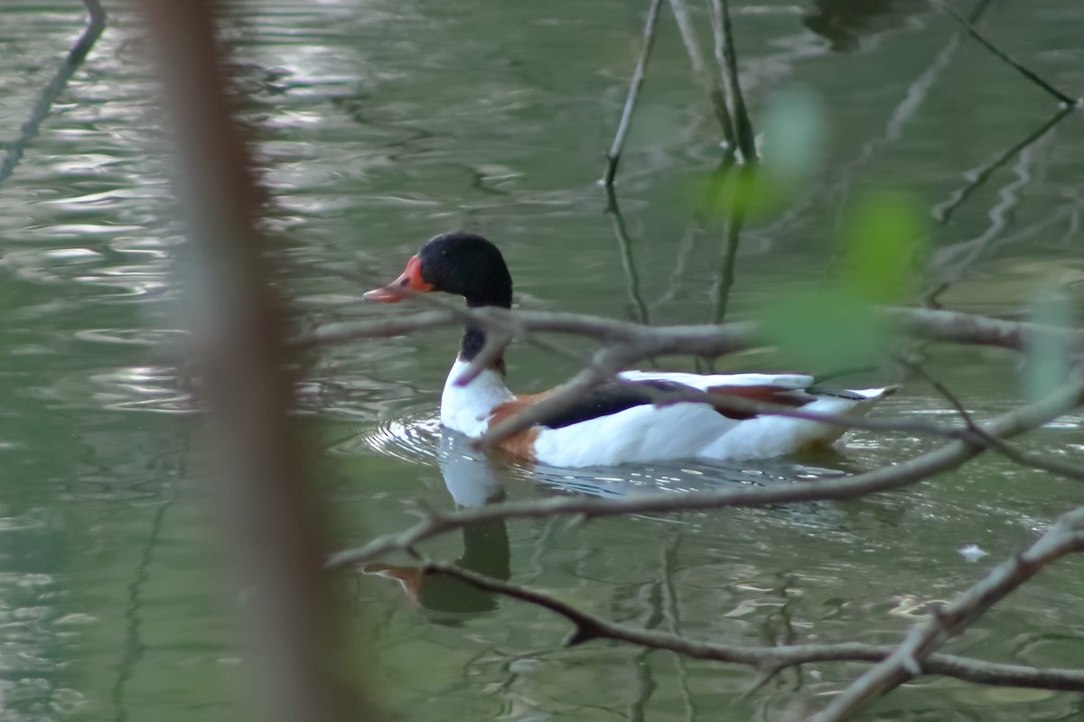 Common Shelduck - Michaelangelo Pontikis