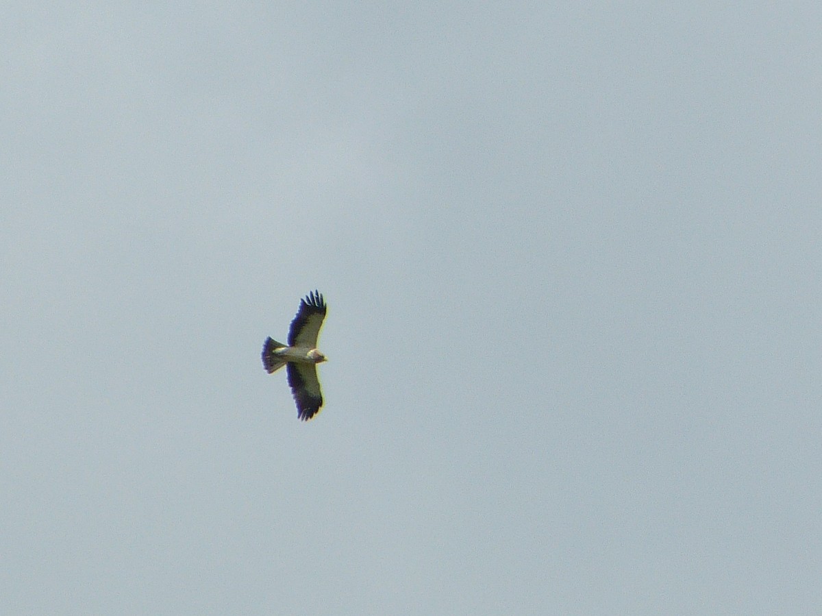 Booted Eagle - Tom Carley