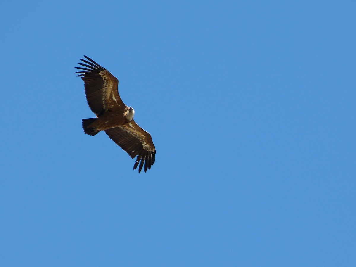 Eurasian Griffon - Tom Carley