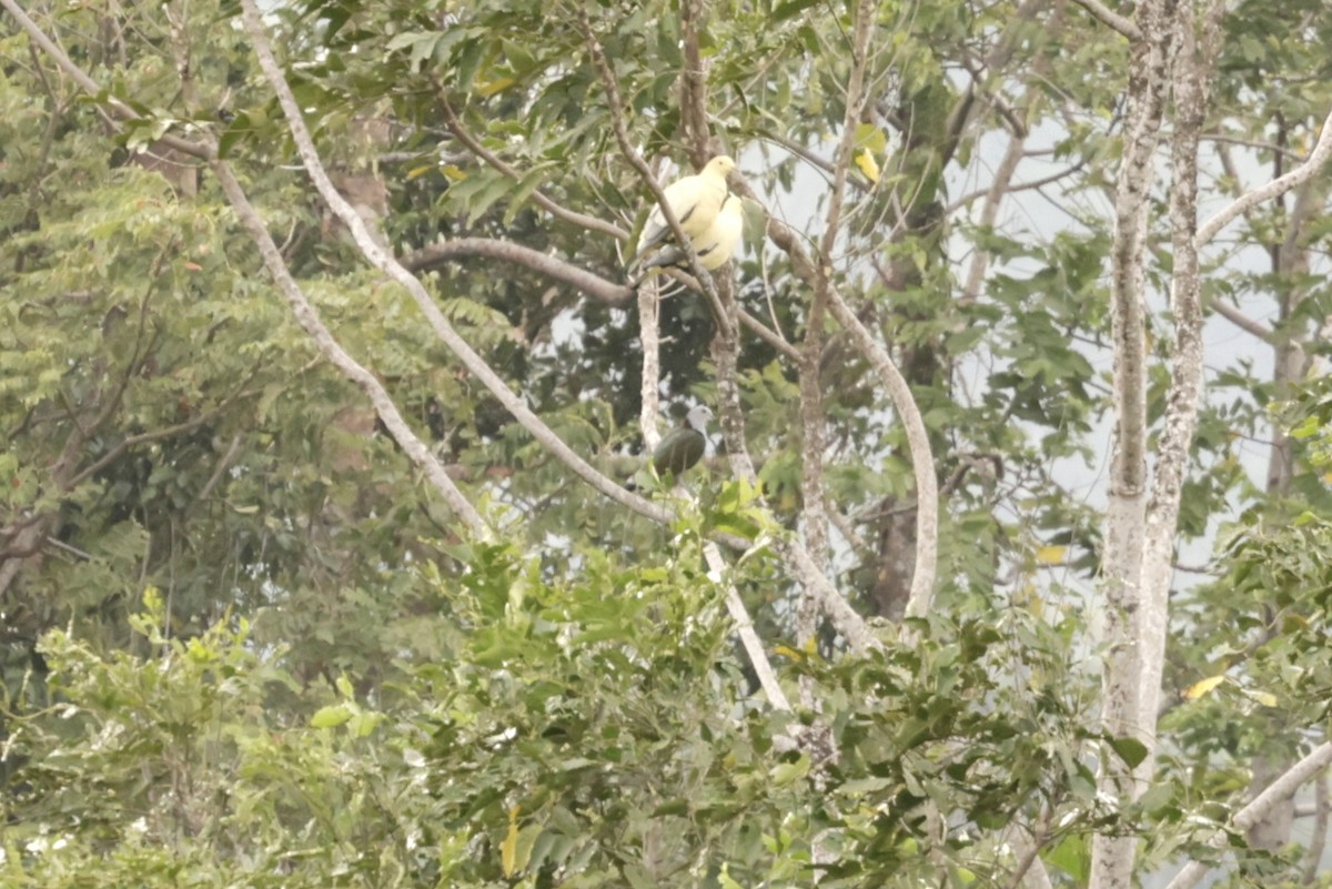 Gray-headed Imperial-Pigeon - ML605137501