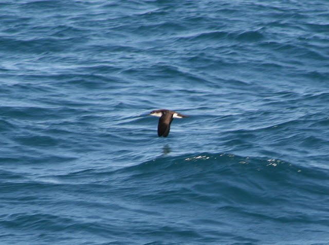 Manx Shearwater - Nicholas Martens